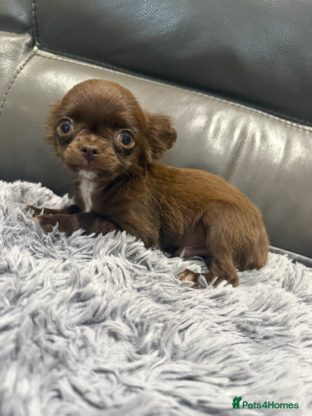 Chihuahua dogs for sale: KC REG TINY  CHIHUAHUAS  in Airdrie - Image 1
