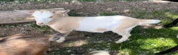 Goats livestock for sale: Pygmy X Female & Wether - Advert 5