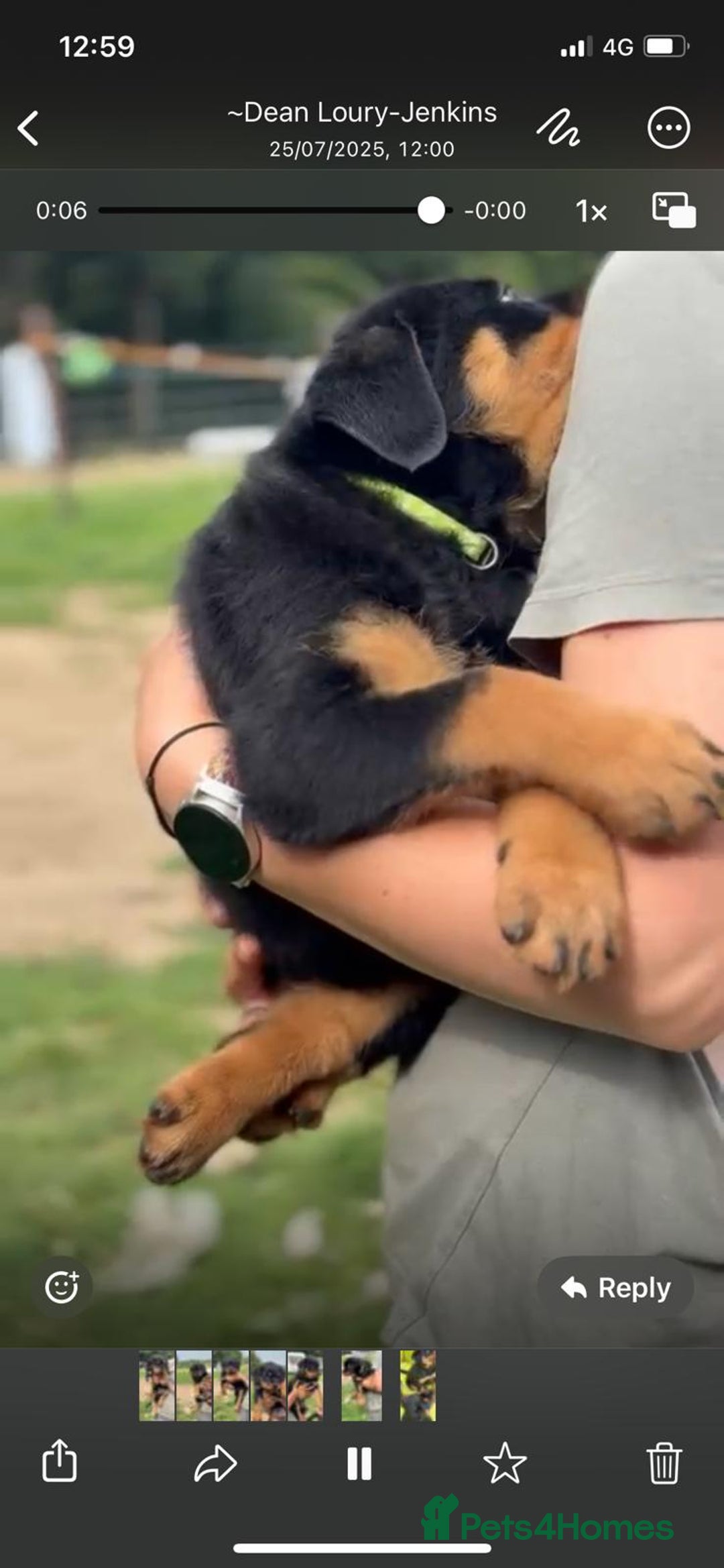 Mixed Breed dogs for sale: Rottweiler x German Shepherd pups ready to go  - Image 4