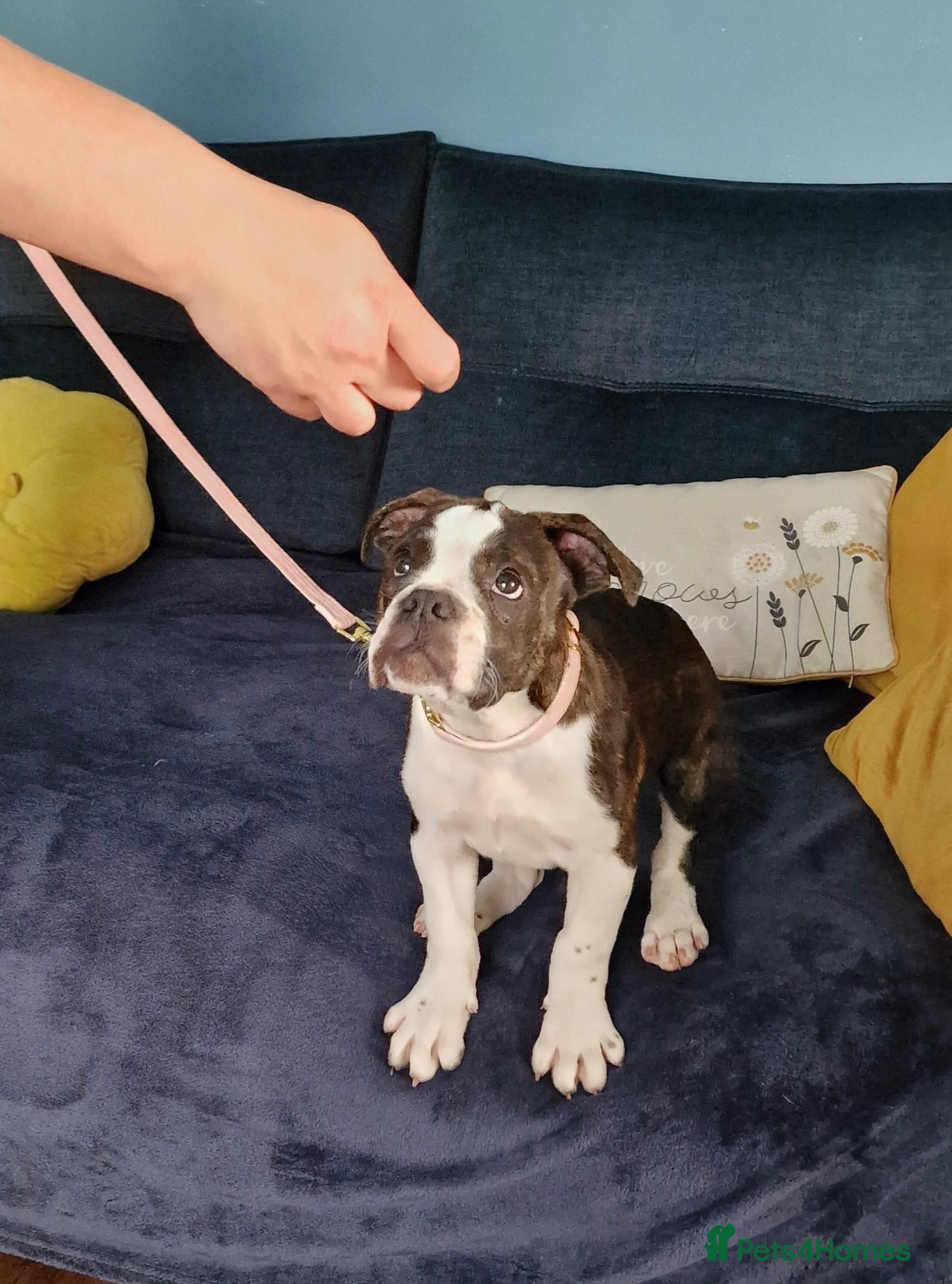 Dorset Olde Tyme Bulldogge dogs Reduced 12 Week old stunning pups - Advert 1