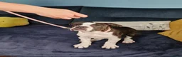 Dorset Olde Tyme Bulldogge dogs for sale: Reduced 12 Week old stunning pups - Advert 1