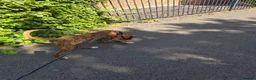 Boxer dogs for sale: Male 6 months boxer - Advert 3