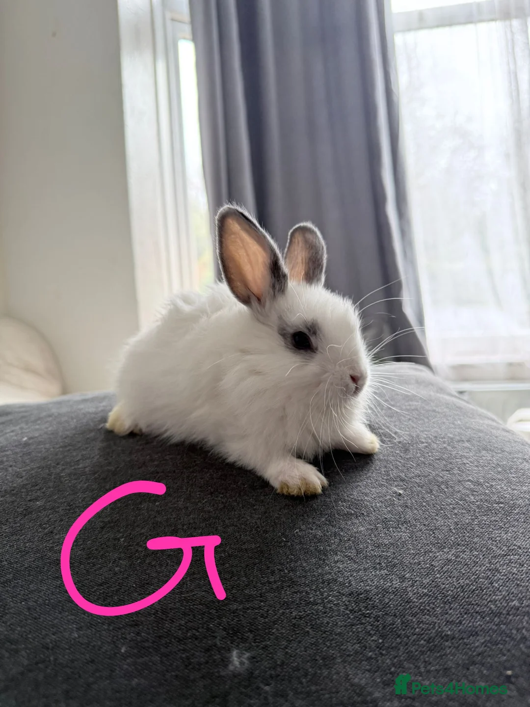 Lionhead rabbits for sale: BEAUTIFUL LIONHEAD BABY FOR SALE - Advert 4