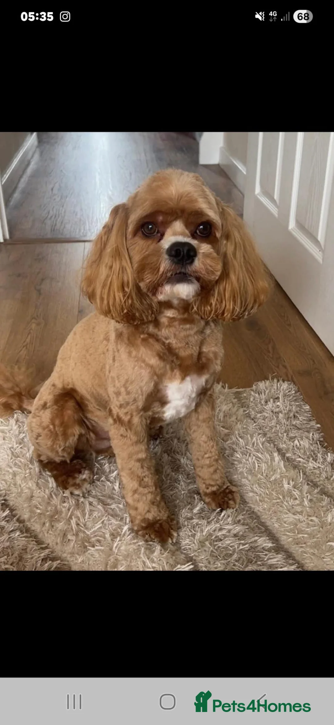 Cockapoo dogs for sale: extensively DNA tested American cockerpoo  - Advert 11