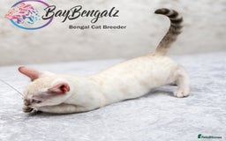 Bengal cats for sale: 1 Boy left, Bengal Snow kittens from RW TGC Sire - Image 8