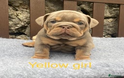 English Bulldog dogs for sale: Beautiful KC lilac & tan English bulldog puppies - Image 6