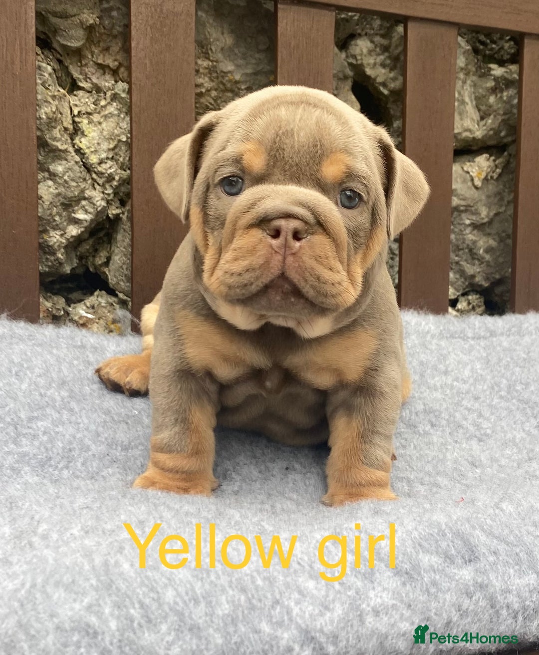 English Bulldog dogs for sale: Beautiful KC lilac & tan English bulldog puppies - Image 6