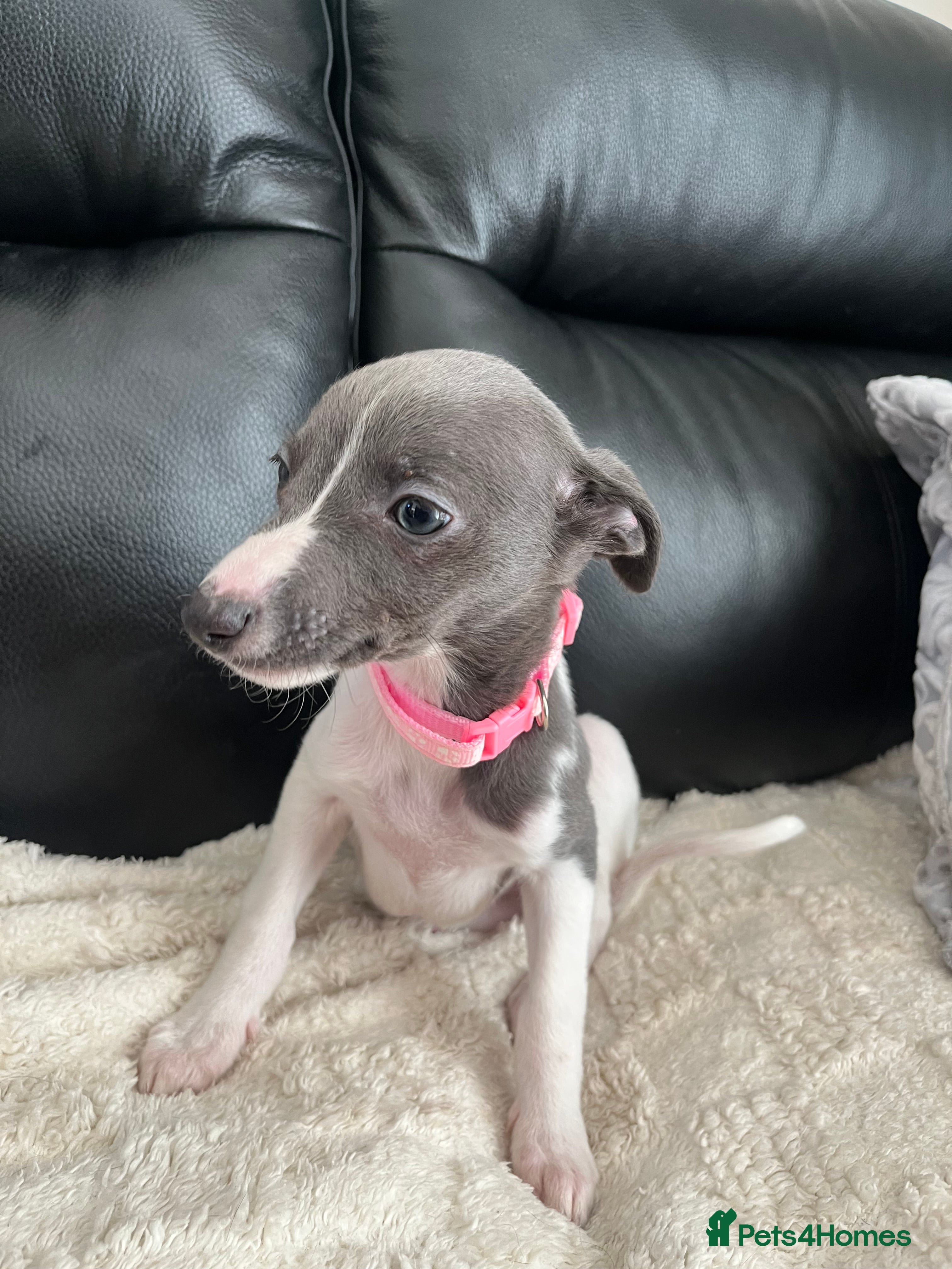 Whippet dogs pedigree whippets ready this Friday  - Advert 14