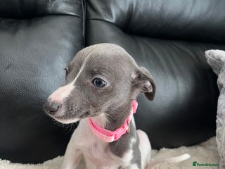 Whippet dogs pedigree whippets 2 blue and white girls - Advert 6