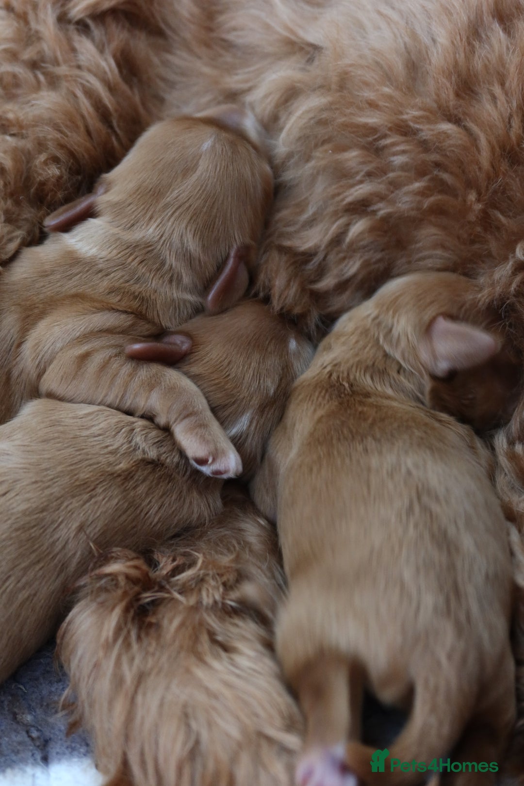 Aussiedoodle dogs for sale: Australian Labradoodles  in Middlesbrough - Image 11