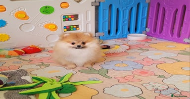 Pomeranian dogs - Advert 11