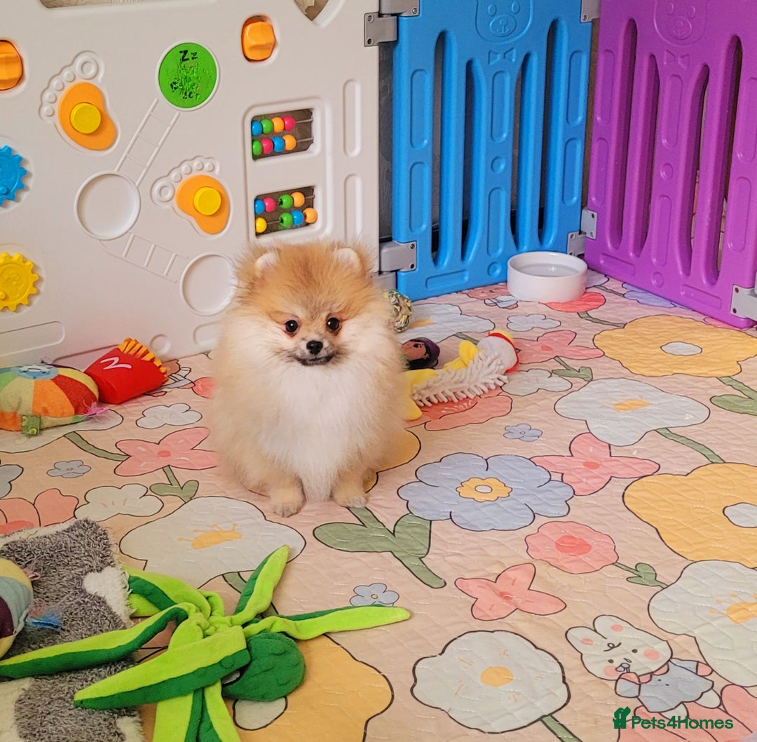Pomeranian dogs for sale: 🔥Female Pomeranian puppy🔥KC reg🔥for sale🔥 - Image 6