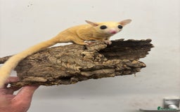 Sugar Glider rodents for sale: Baby sugar gliders  - Image 1