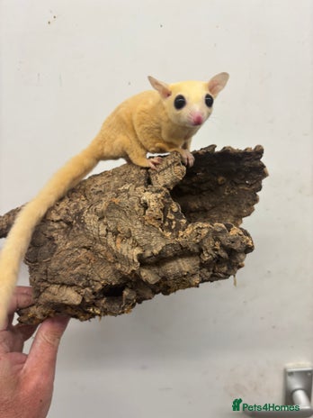 Sugar Glider rodents - Advert 4
