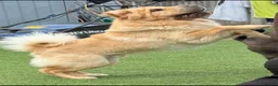 Shar Pei dogs for sale: Shar pei bear coat puppy’s  - Advert 4