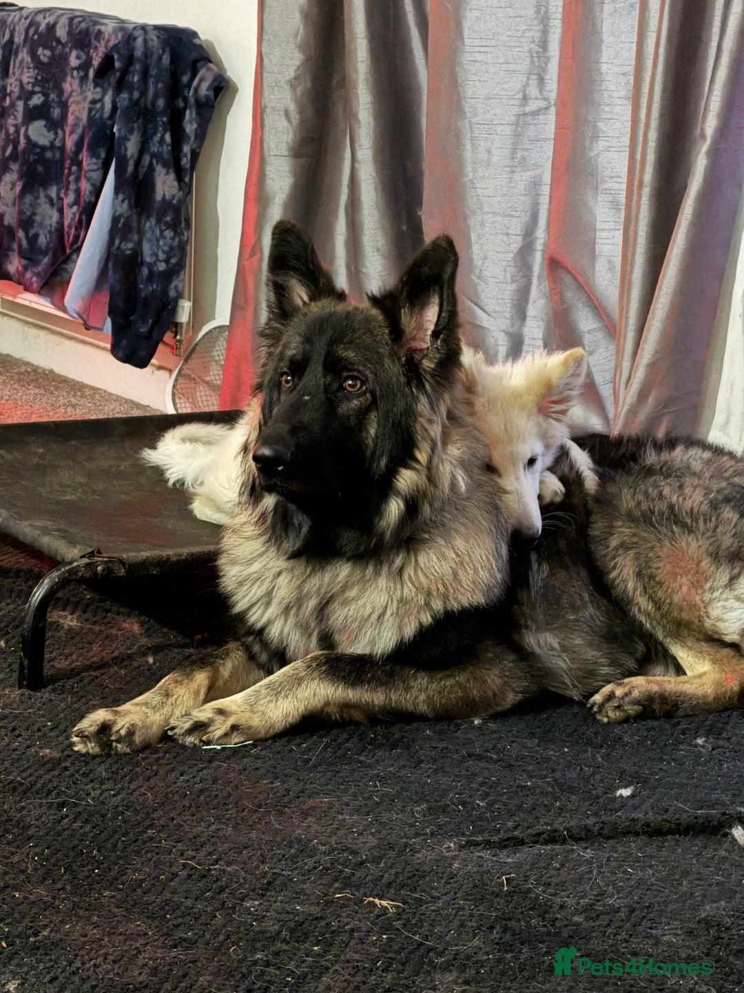 German Shepherd dogs for sale: ACE AND LUNA - Image 15