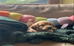 Cockapoo dogs for sale: Adorable Cockapoo puppies - Image 11