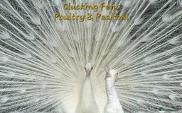 Peafowl poultry for sale: Peafowl Breeding stock for rehome - Image 5