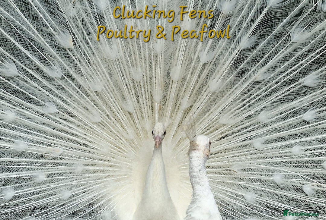 Peafowl poultry for sale: Peafowl Breeding stock for rehome - Image 5