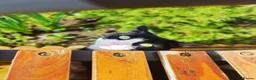 Mixed Breed cats for sale: Black and White Male - Advert 3