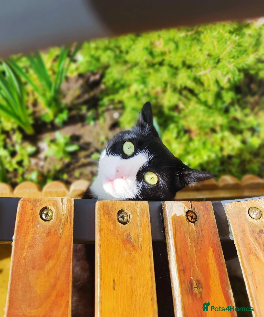 Mixed Breed cats for sale: Black and White Male - Advert 3