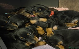 Dobermann dogs for sale: Dobermann pups - Image 5