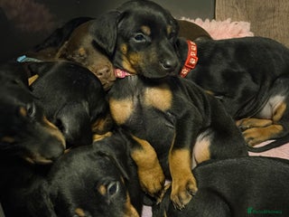 Dobermann dogs Dobermann pups - Advert 7