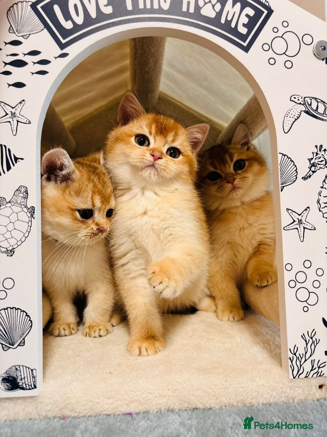 British Shorthair cats for sale: Charming British golden chinchillas - Advert 38