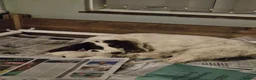 English Springer Spaniel dogs for sale: KC English Springer Spaniel puppies for sale - Advert 1