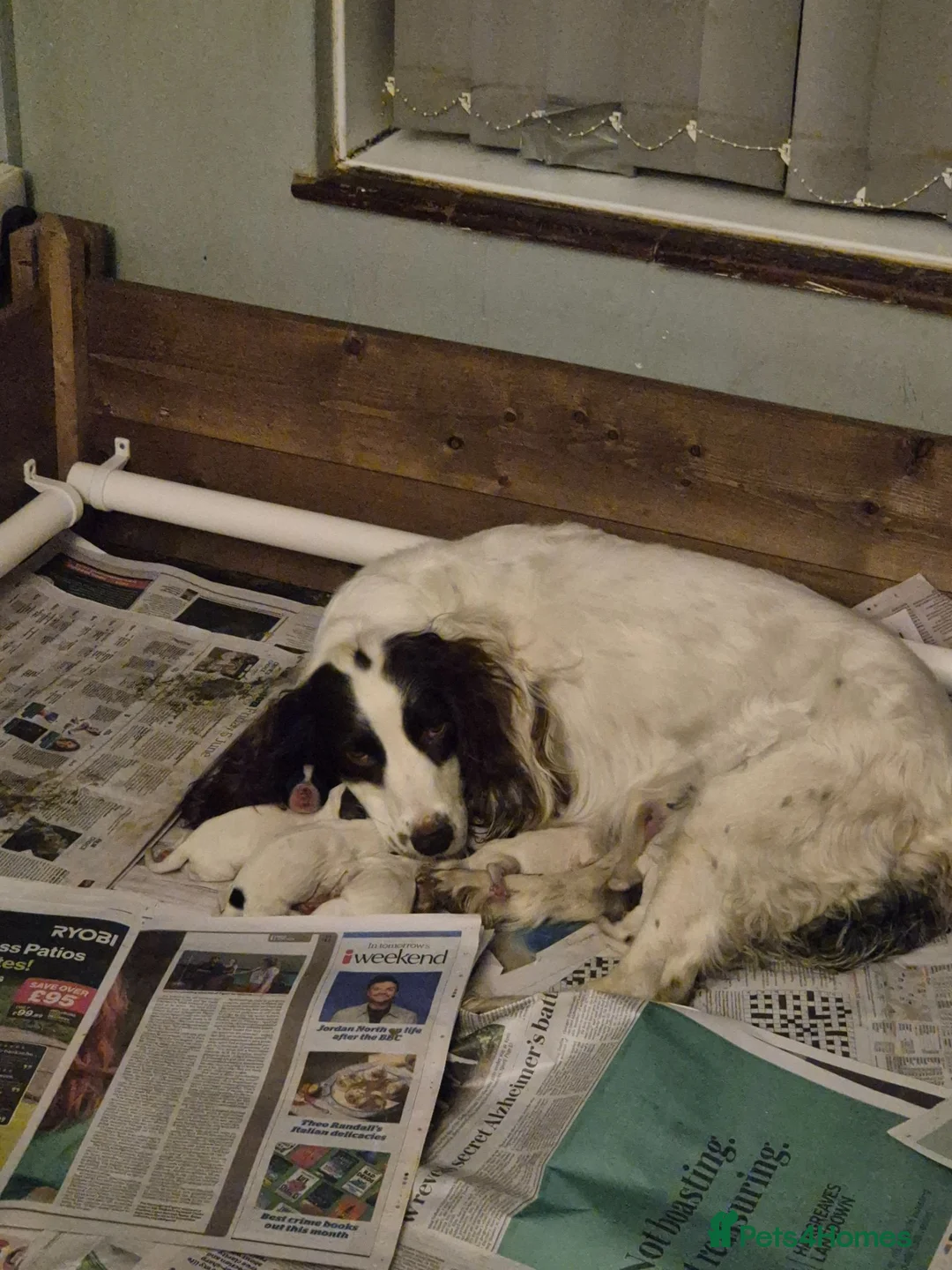 English Springer Spaniel dogs for sale: KC English Springer Spaniel puppies for sale - Advert 1