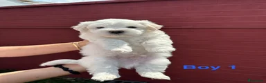Bichon Frise 2