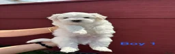 Bichon Frise dogs for sale:     🐶 6 Adorable Puppies Looking for a Home - Advert 34
