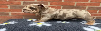 English Bulldog Puppy 6