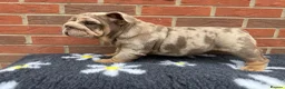 English Bulldog dogs for sale: Mr Muscles litter English Bulldogs - Advert 3
