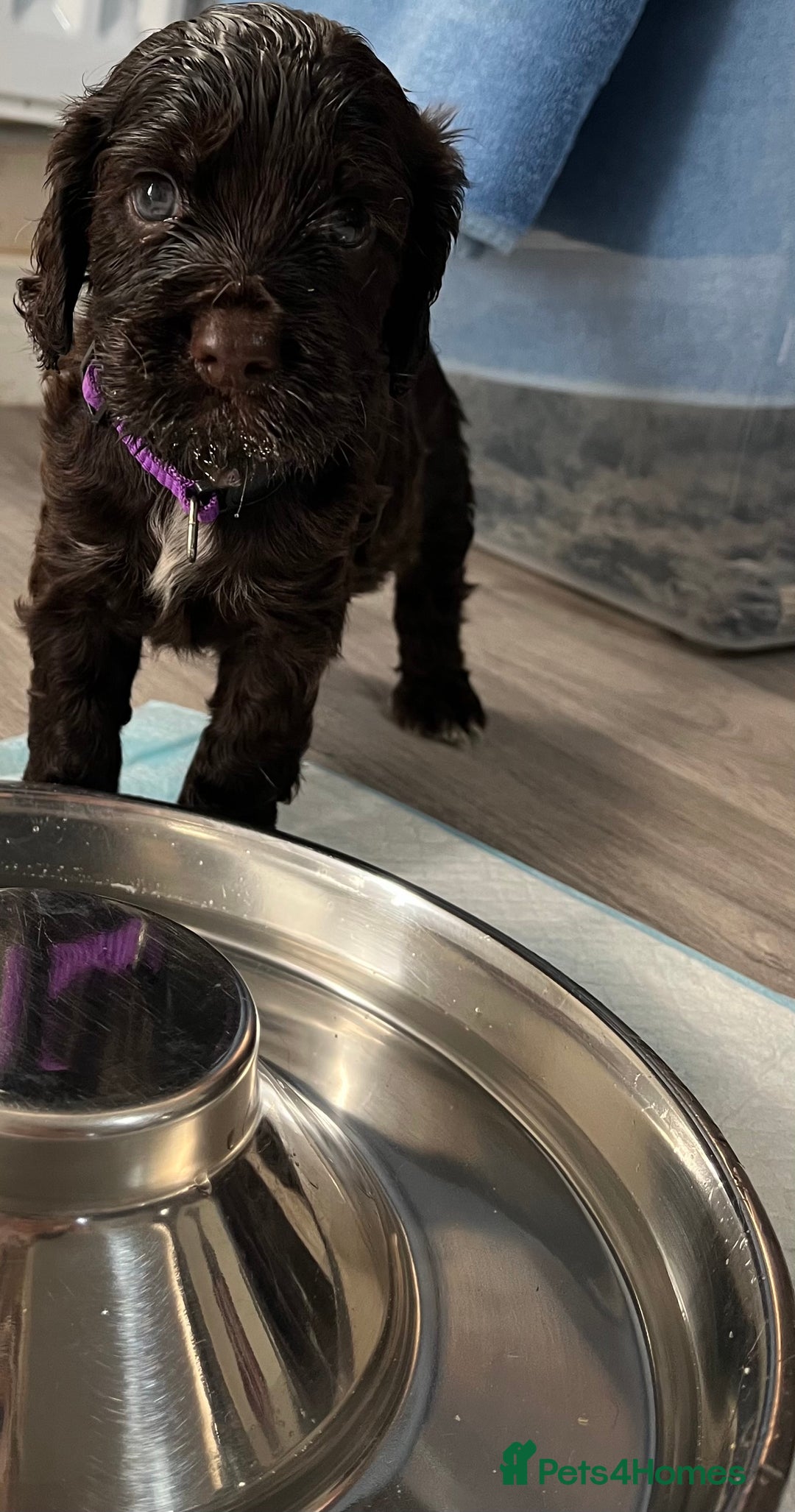 Cocker Spaniel dogs for sale: Cocker spaniel puppies half show half working  - Image 4