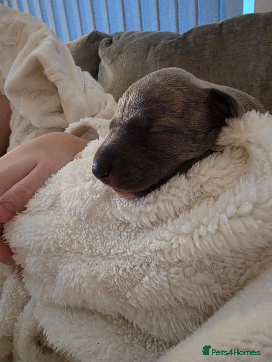 Whippet dogs for sale: Gorgeous kc registered whippet puppies  - Advert 9