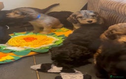 Cockapoo dogs for sale: Beautiful fully DNA tested show Cockapoo puppies - Image 6