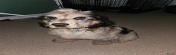 Cocker Spaniel dogs for sale: Beautiful Cocker spaniek - Advert 3