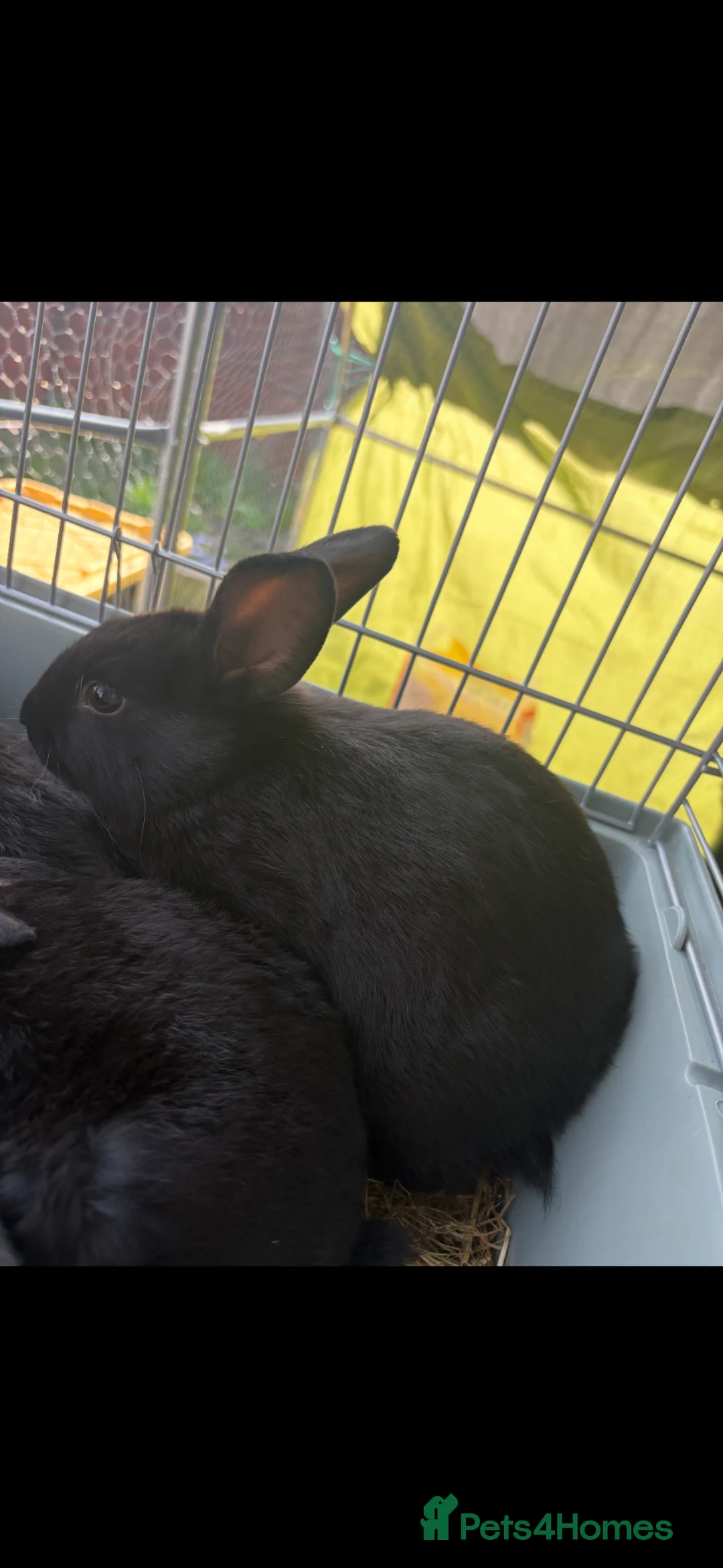 New Zealand rabbits for sale: New Zealand black buck  - Advert 1