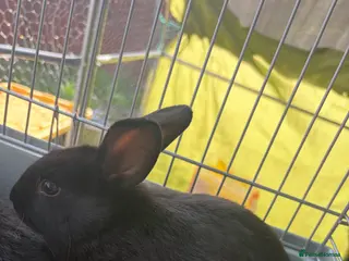 New Zealand rabbits New Zealand black buck - Advert 6