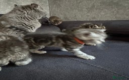Scottish Fold cats for sale: Scottish fold/straight - Image 21