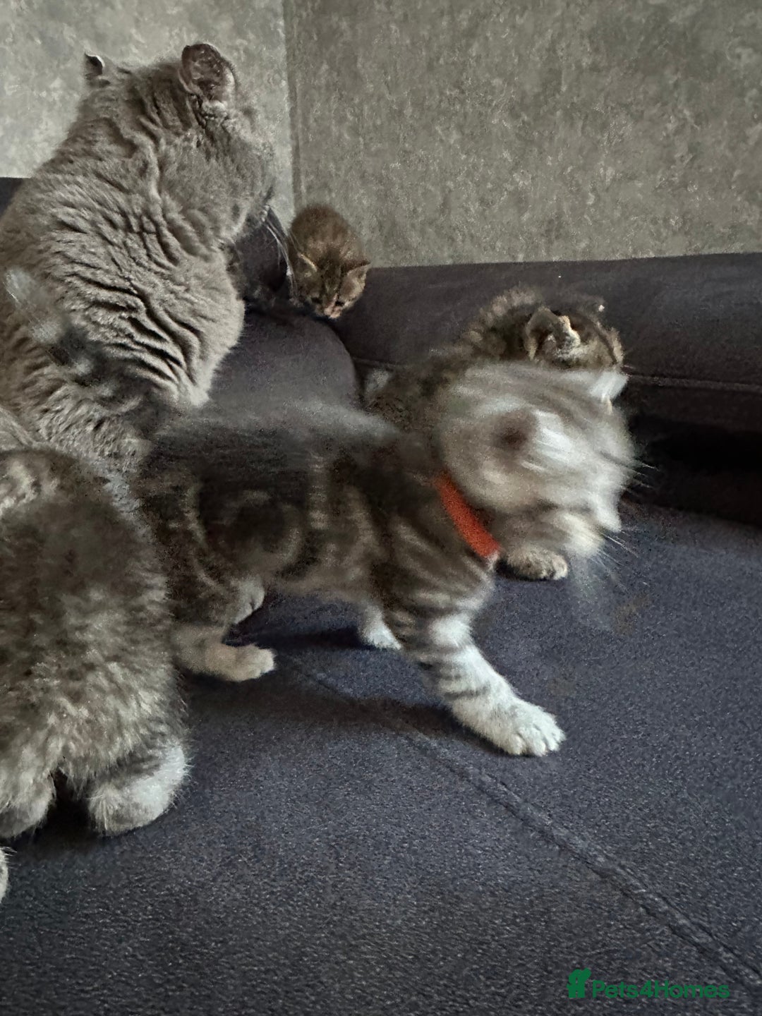 Scottish Fold cats for sale: Scottish fold/straight - Image 21