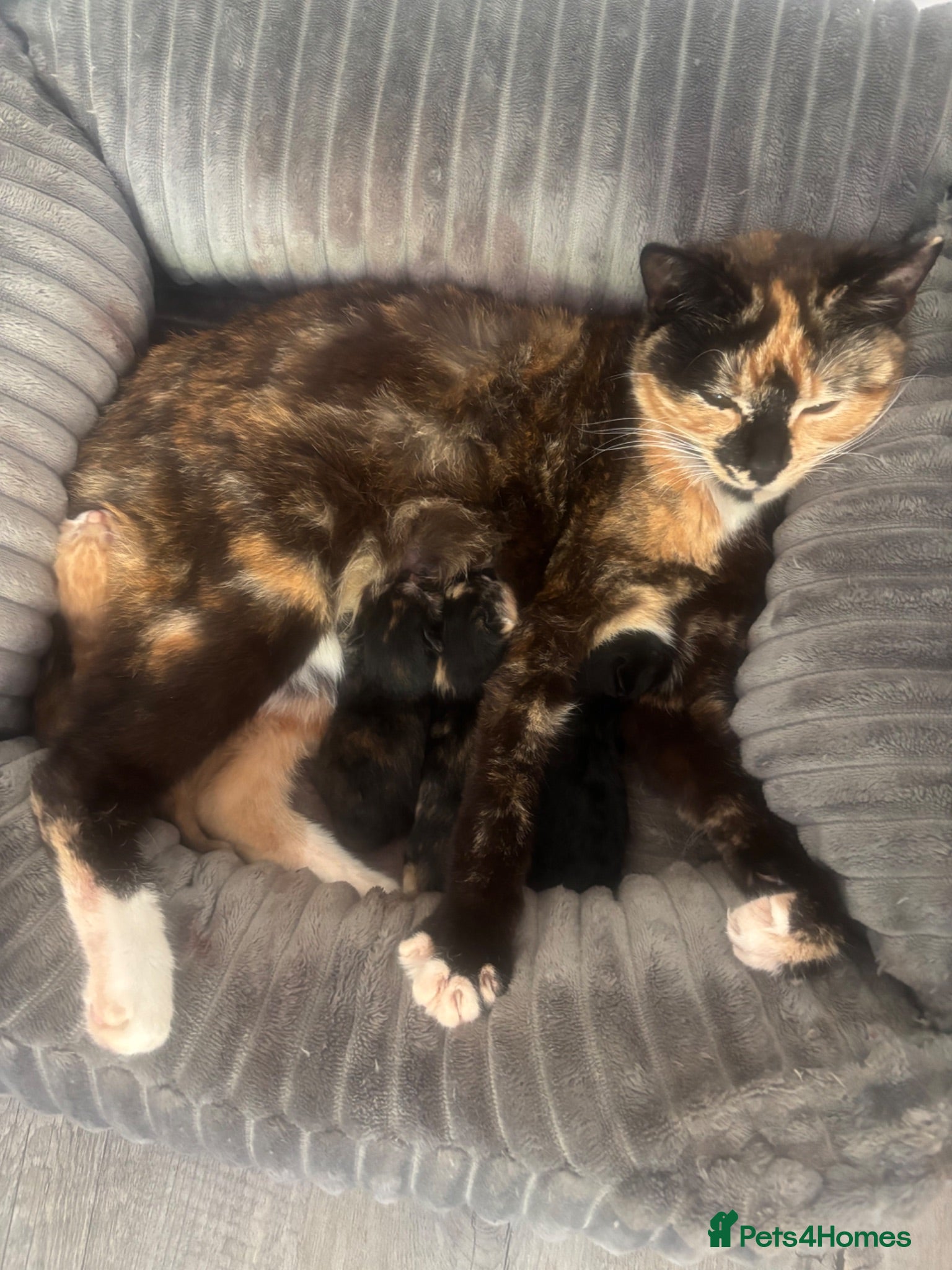 Mixed Breed cats Mixed breed kittens - Advert 1