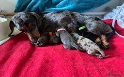 Miniature Dachshund dogs for sale: Kc reg mini dachshunds - Advert 6