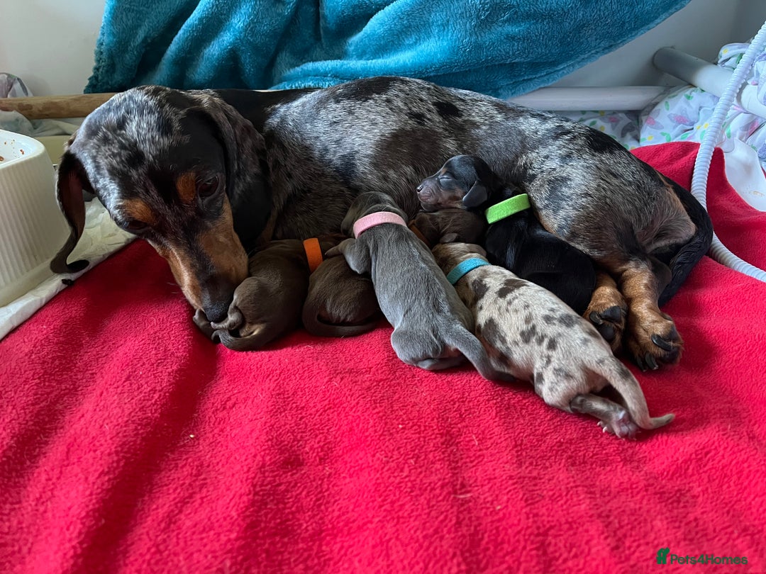 Miniature Dachshund dogs for sale: Kc reg mini dachshunds - Advert 6