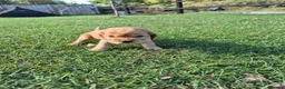 Cocker Spaniel dogs for sale: KC Show Type Cocker Spaniels - Advert 5