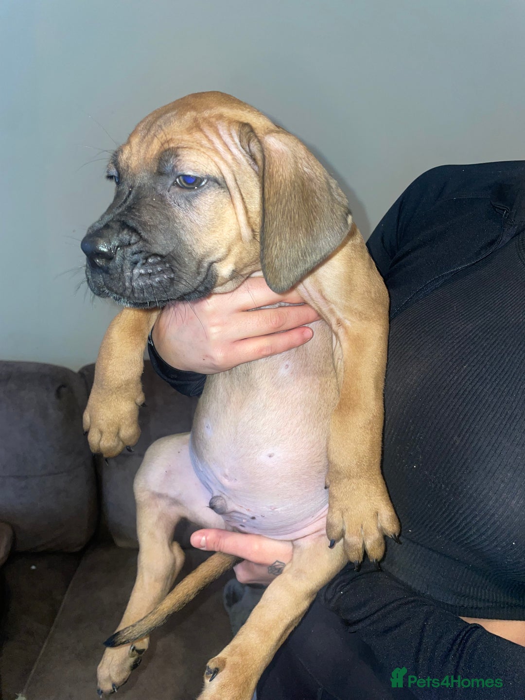 Cane Corso dogs for sale: 9 week old cane corso puppies for sale - Image 1