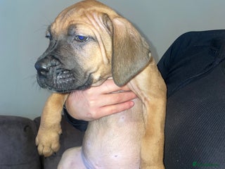 Cane Corso dogs - Advert 7