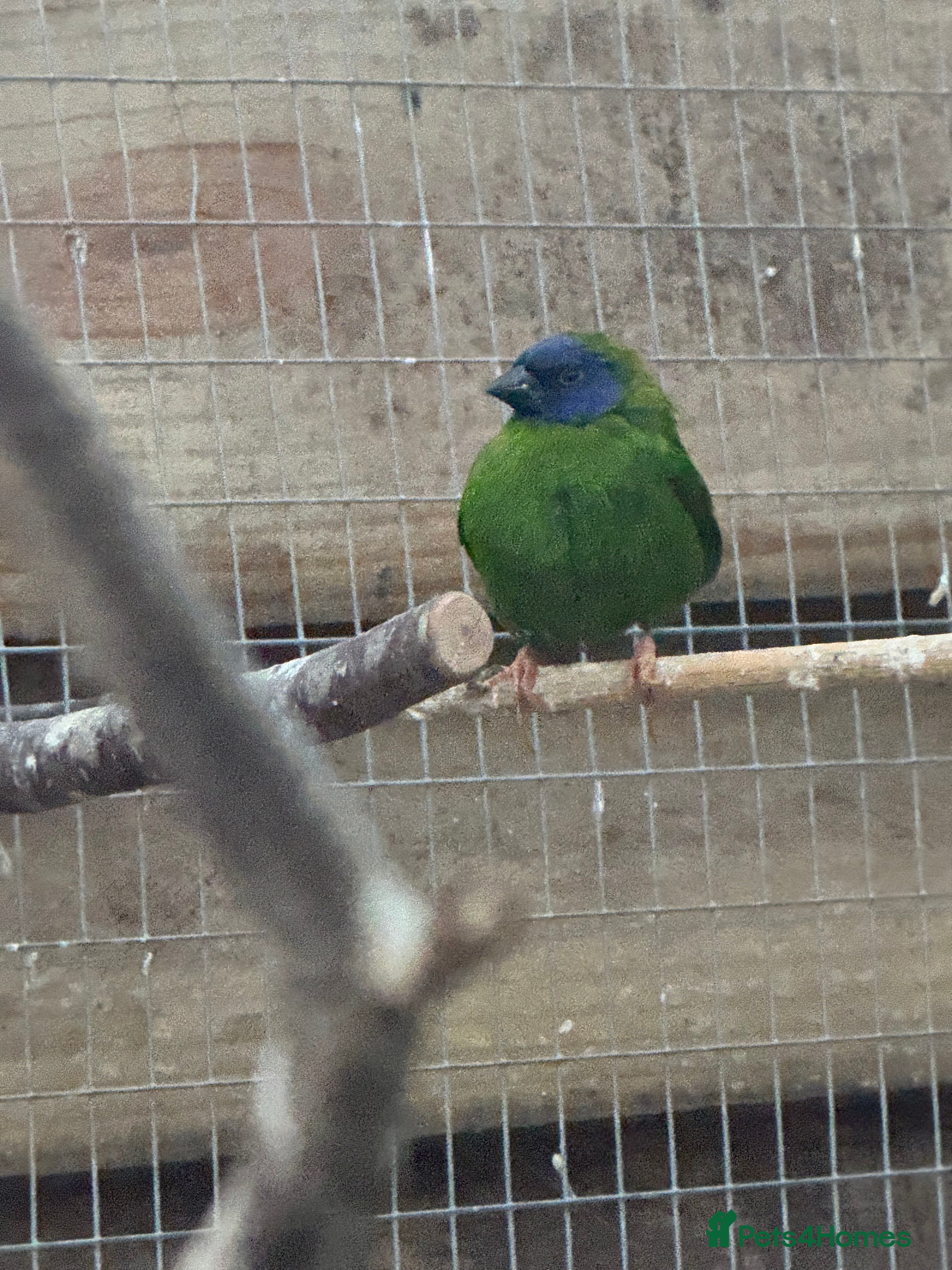 Finches birds Finches and quail  - Advert 1