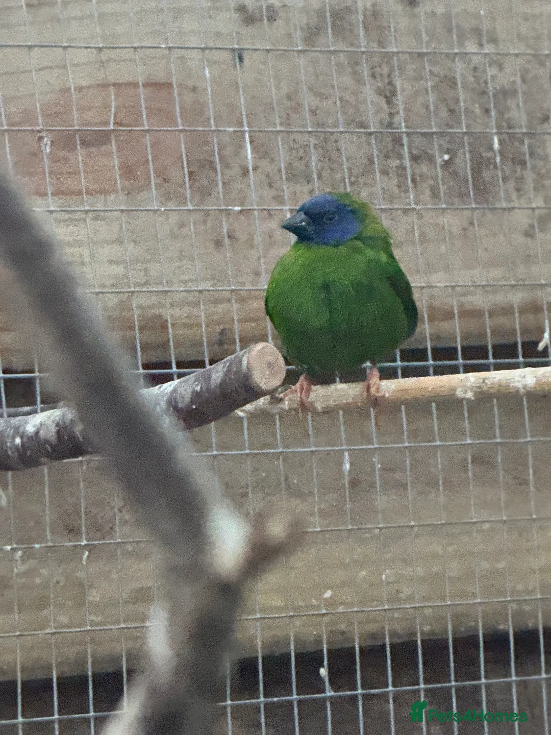 Finches birds for sale: Finches and quail  - Advert 1